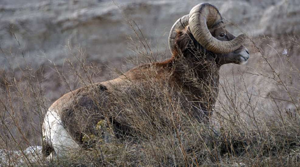 mainbighorn-sheep-badlands.jpg