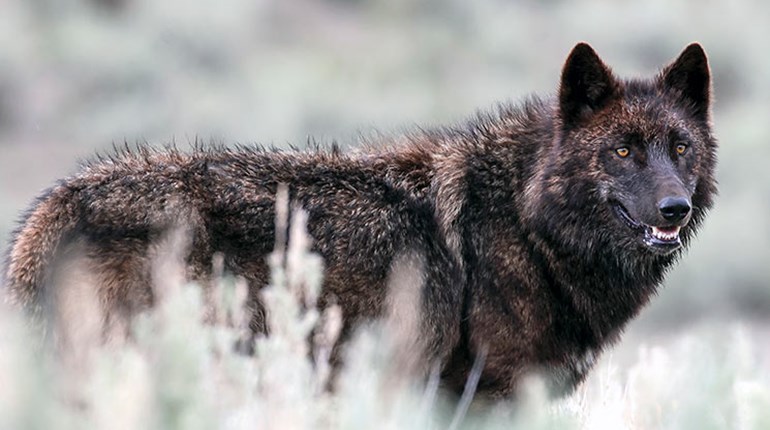 Ruling on Great Lakes Wolves a Starting Point for State Management | An Official Journal Of The NRA