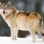2nd_wolf_incident_f.jpg