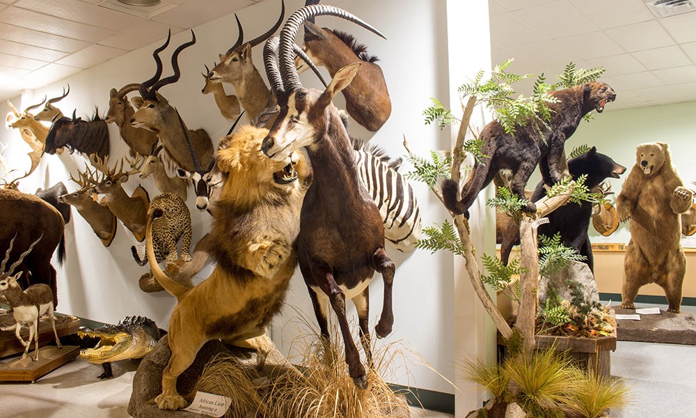 African taxidermy display.