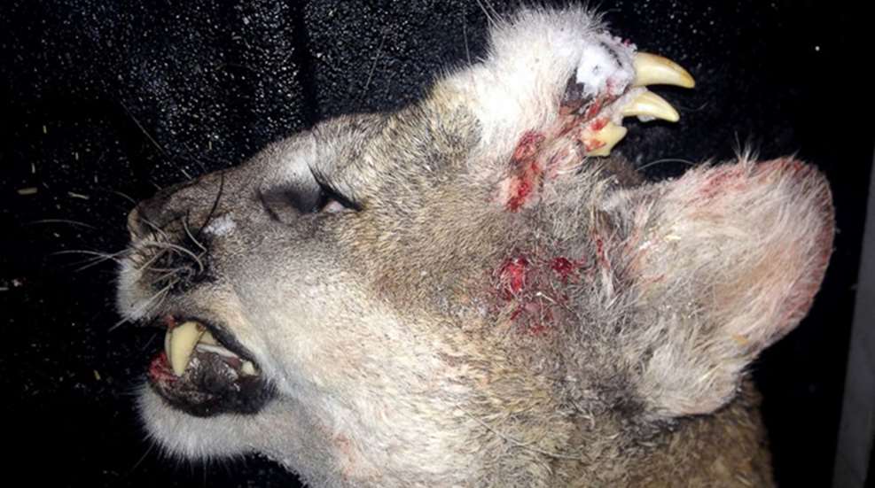 mountain_lion_teeth_in_head_f.jpg