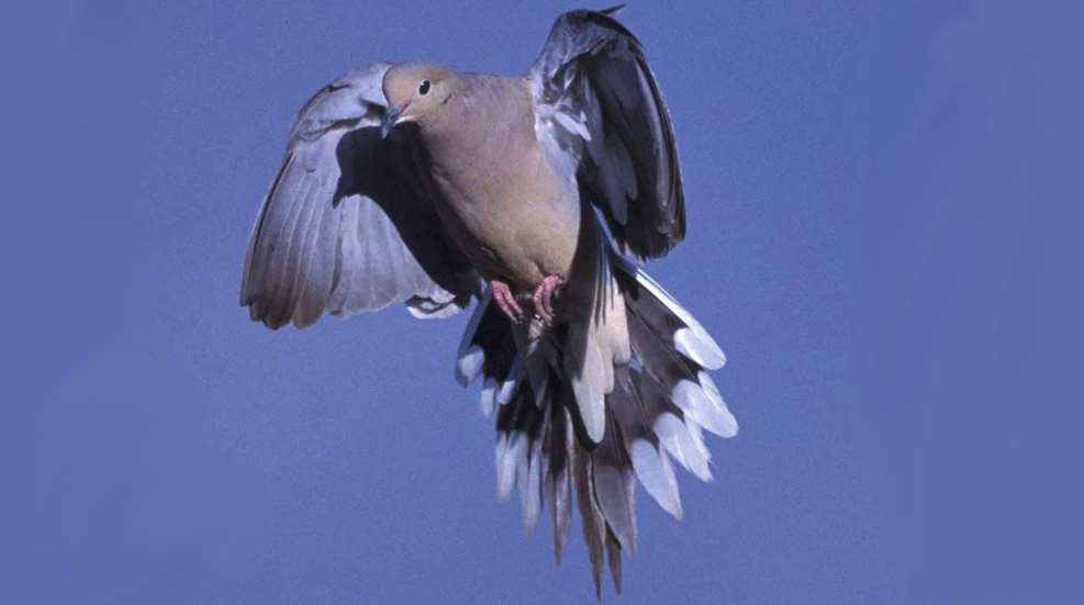 MAIN Dove In Flight