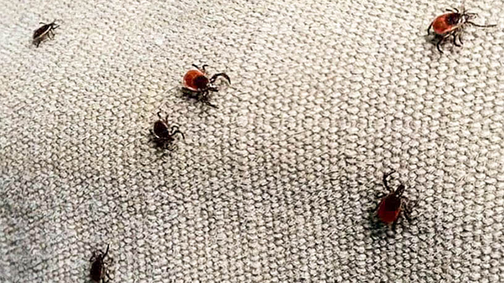 Ticks crawling on fabric