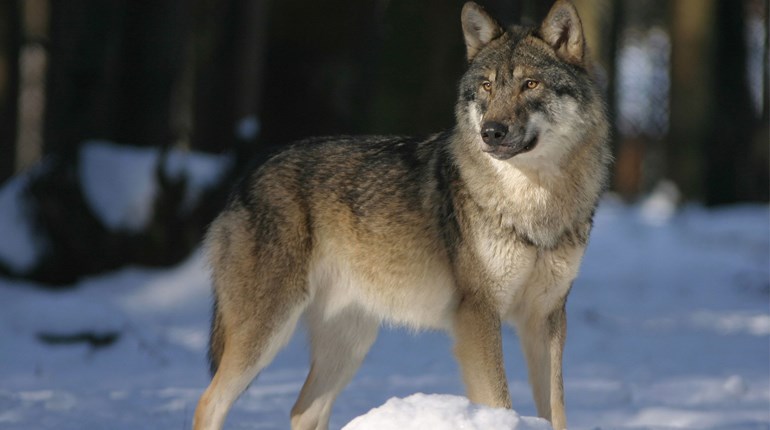Scientific Management Frustrated Again as Wolves Relisted | An Official Journal Of The NRA