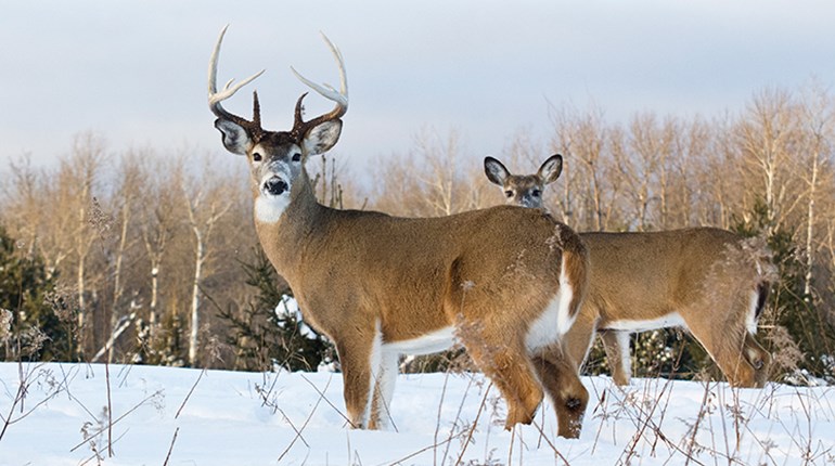 To the Coldest Goes the Spoils | An Official Journal Of The NRA