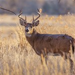 Will More States Protect Hunting in Their State Constitutions? | An Official Journal Of The NRA