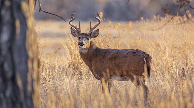 Whitetail Deer In Field
