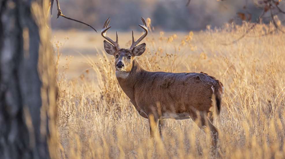 Whitetail Deer In Field