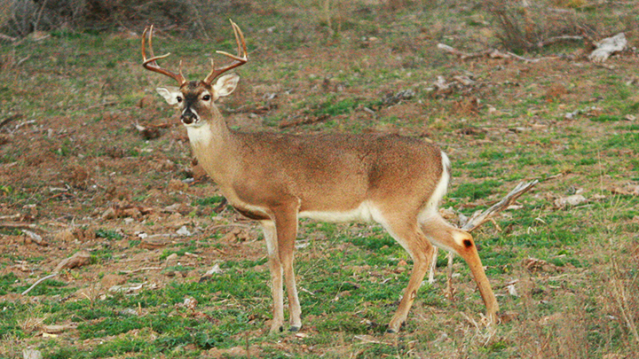 Whitetail buck standing broadside