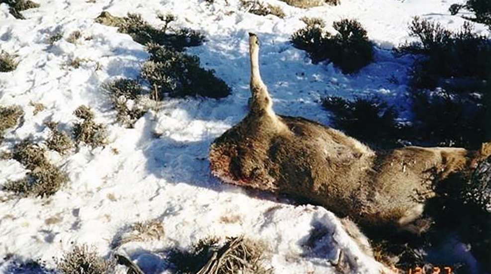 poaching_not_hunting_2.jpg