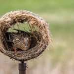 Mainhen In Hen House