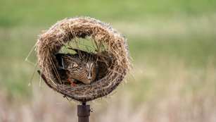 Mainhen In Hen House