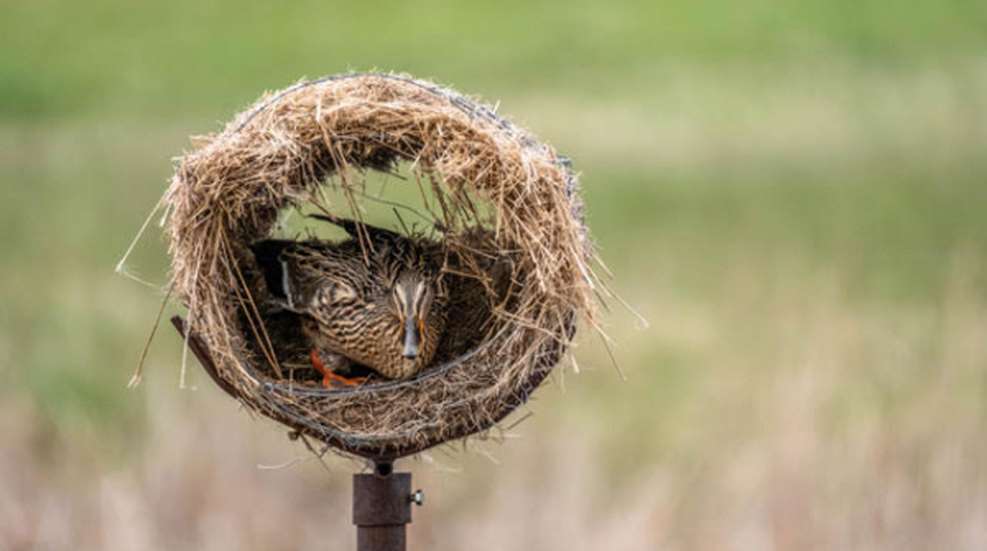 Mainhen In Hen House