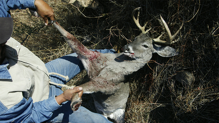 Hunter preparing to field dress deer