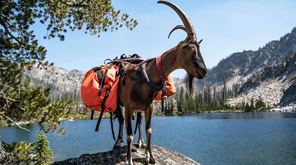 Pack Goats: The Premier Pack Animal You've Probably Overlooked