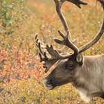 caribou.jpg