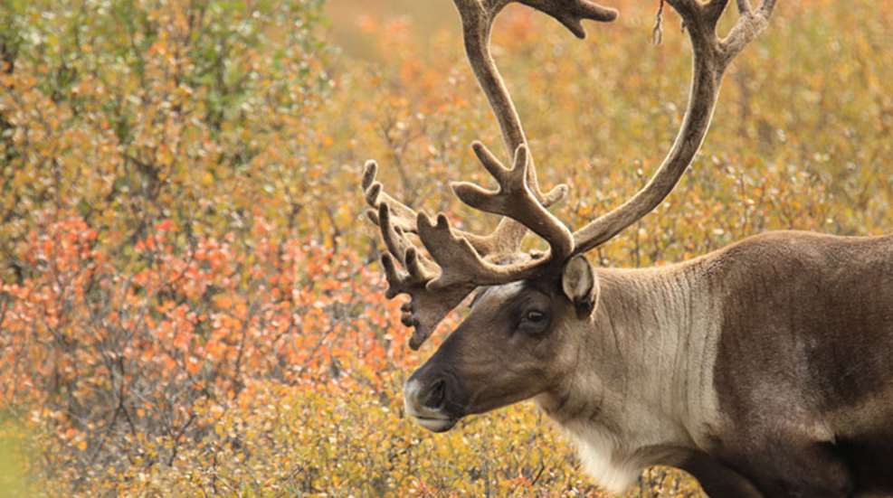 caribou.jpg