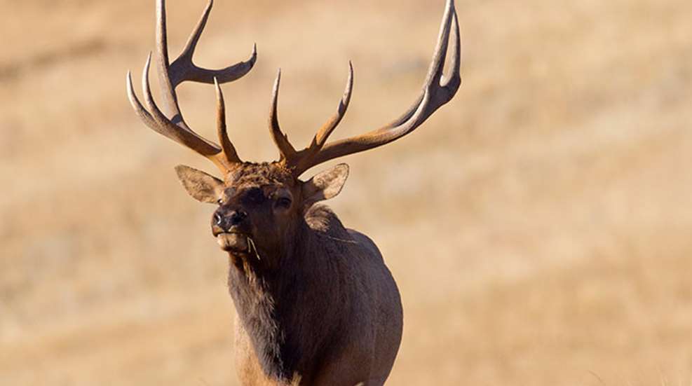 new_mexico_good_place_elk_f.jpg