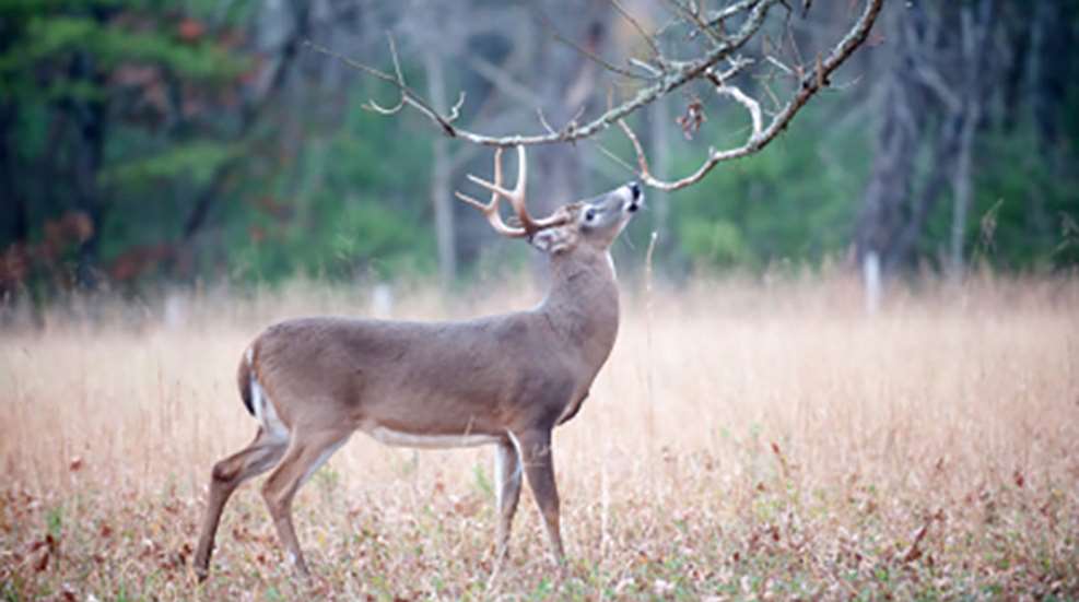 When and What Deer Scent to Use