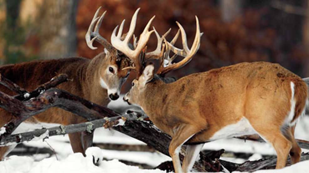 2010102612188-rut_roll_f.jpg