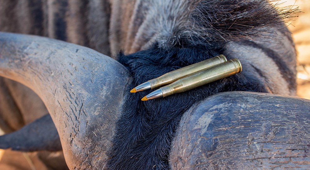 .300 H&H Magnum ammunition cartridges laying on head of nyala.