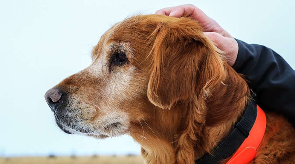howtocareforolderhuntingdog_lead.jpg