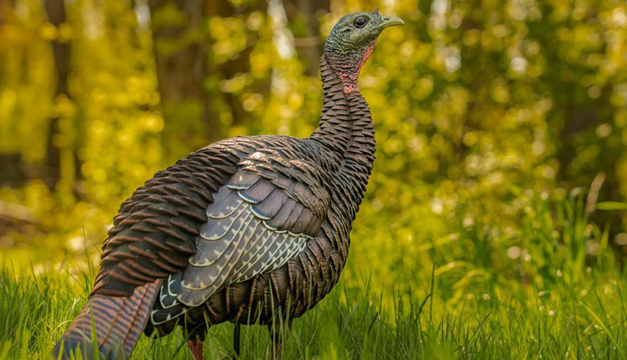 HDR Hen Decoy in Lush Grass with Aggressive Head Posture