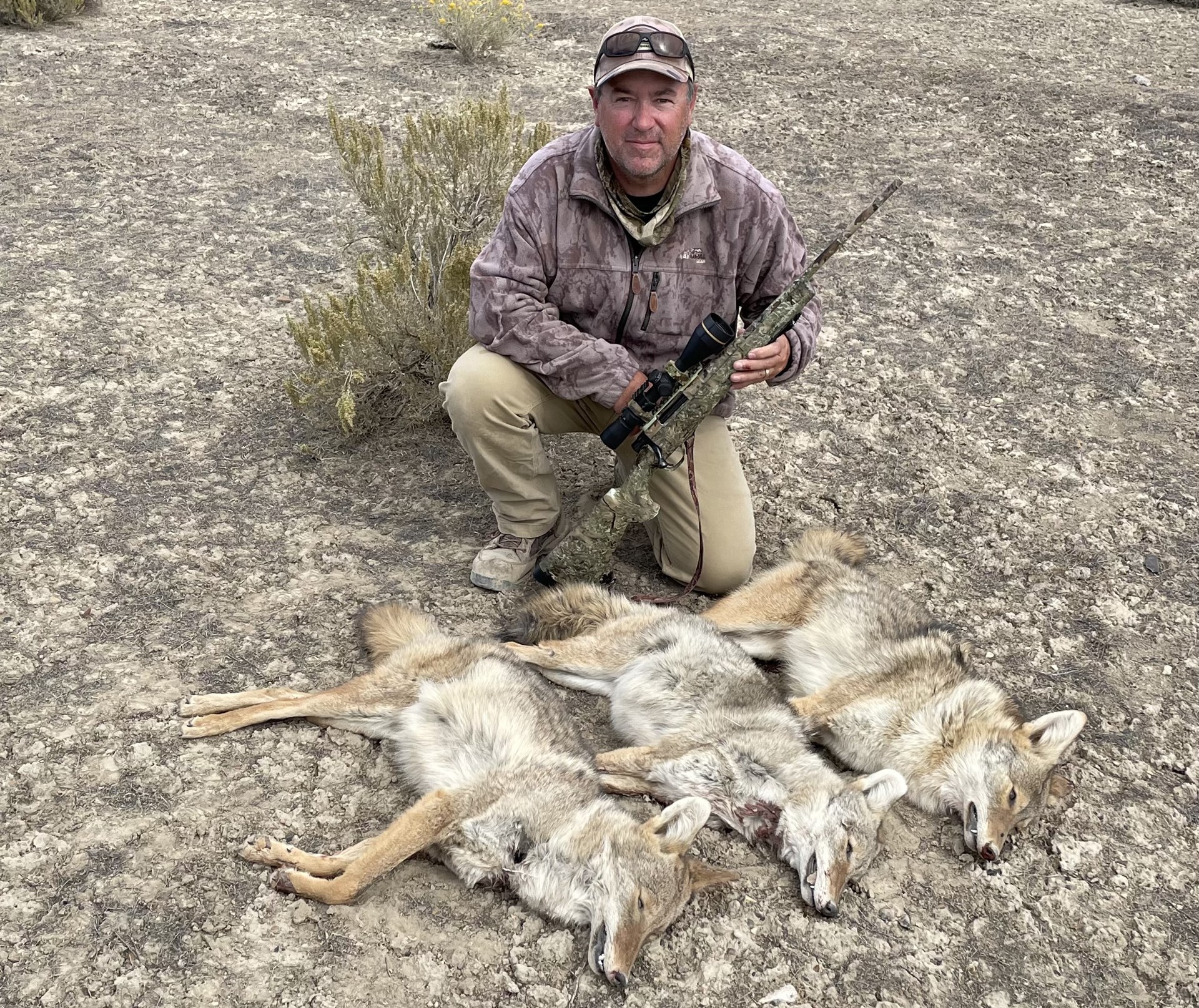 Good morning with the coyotes