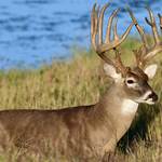 How to Get in on the Big Buck Bonanza | An Official Journal Of The NRA