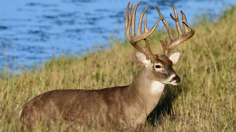 How to Get in on the Big Buck Bonanza | An Official Journal Of The NRA