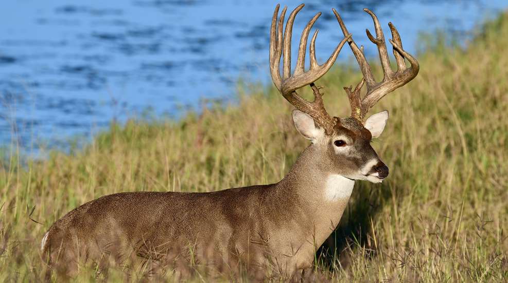 Whitetail Buck