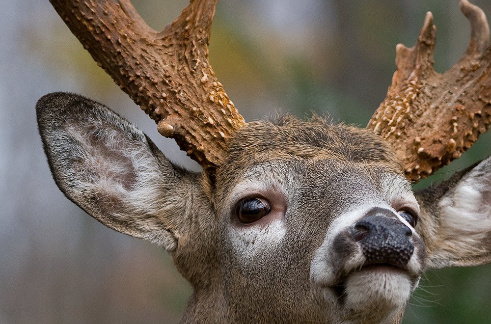 Whitetail Buck