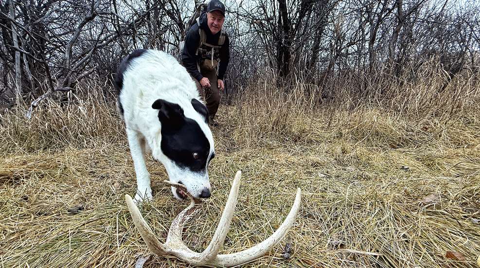 Kayser Dog Finds Shed