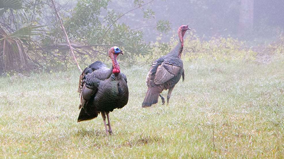 quiet_gobblers_f.jpg