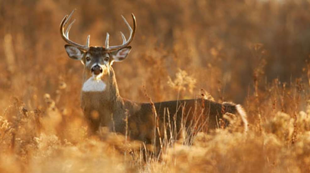 2012614165638-venison_scrapple_home.jpg