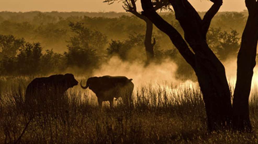 2010113012542-animals_attacks_f.jpg