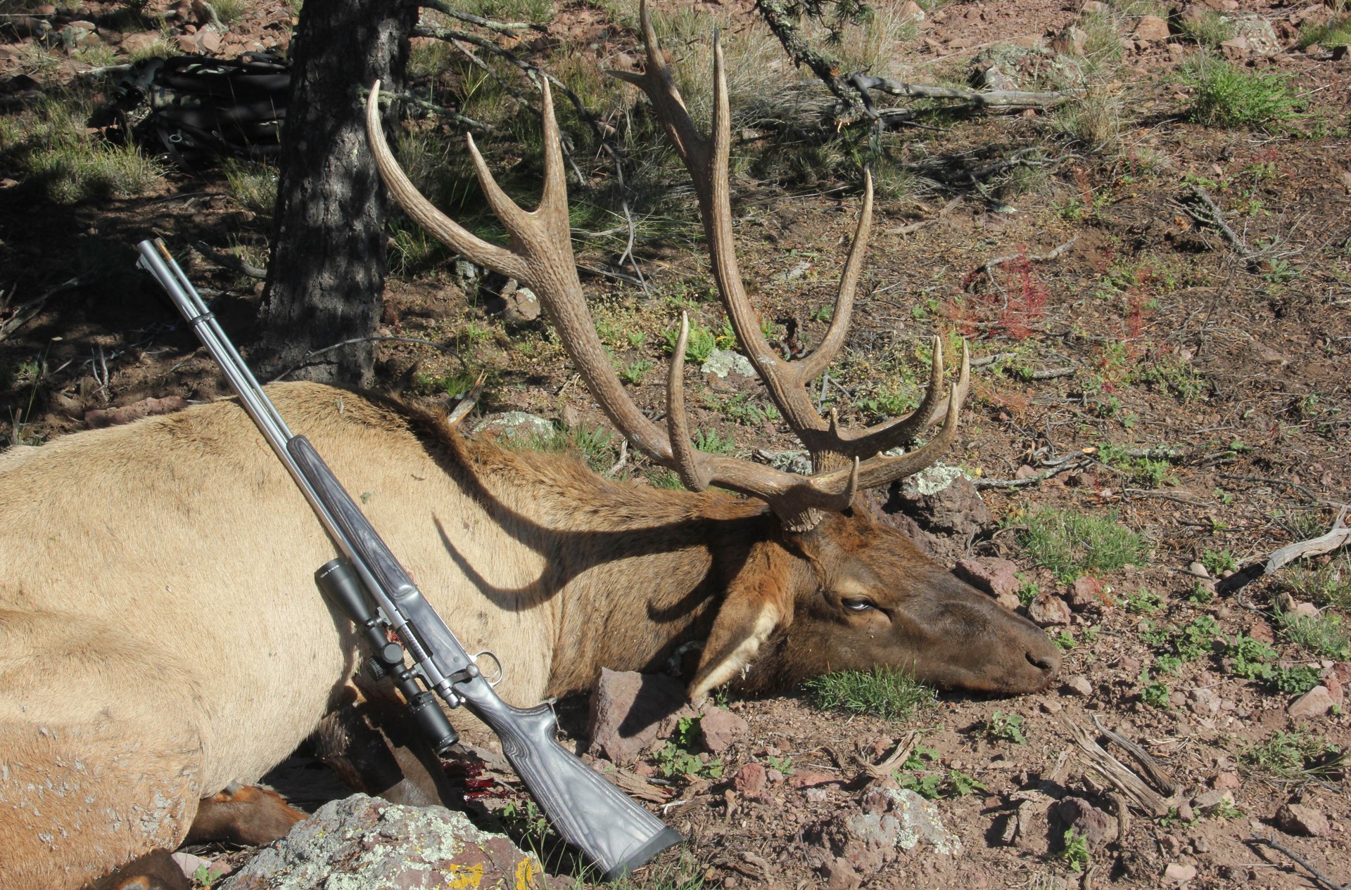 Elk and rifle