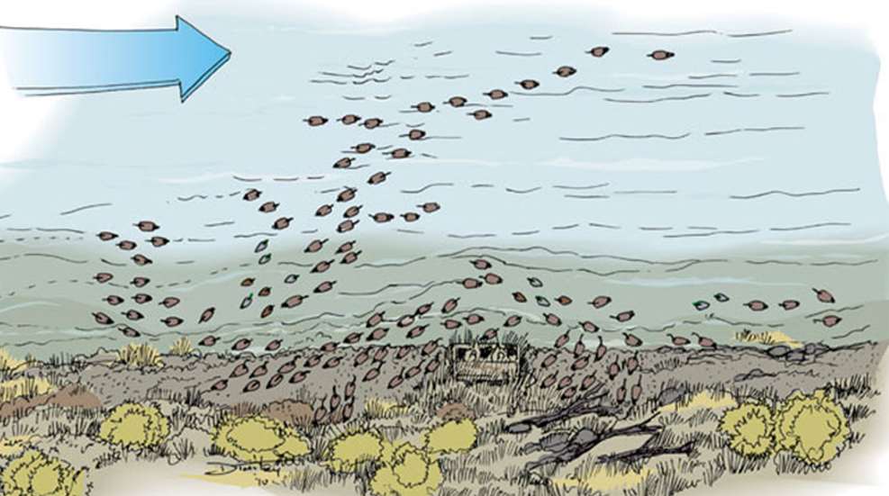 waterfl.jpg