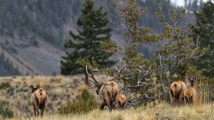 Bull Elk and Cow Elk Walking in Pasture