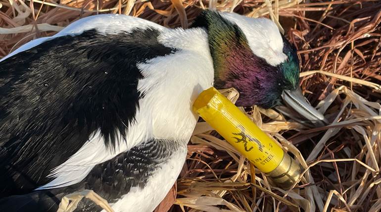 Reevaluating the 20-Gauge | An Official Journal Of The NRA