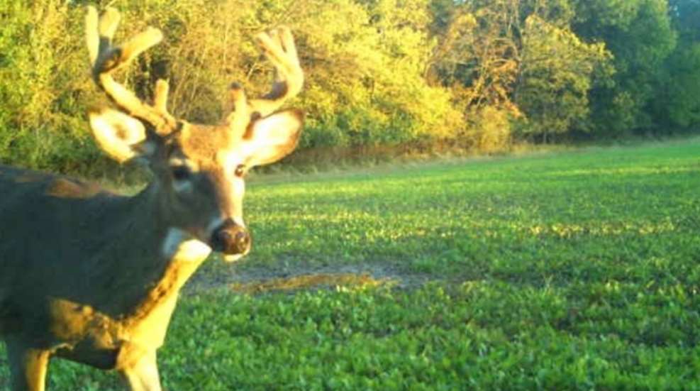 Estill Deer 2021