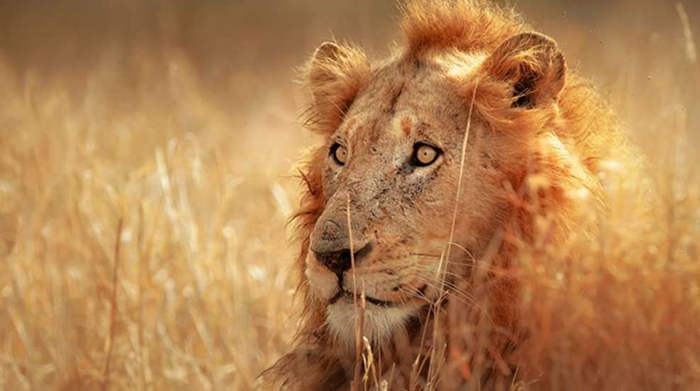 zambia_lion_hunting.jpg