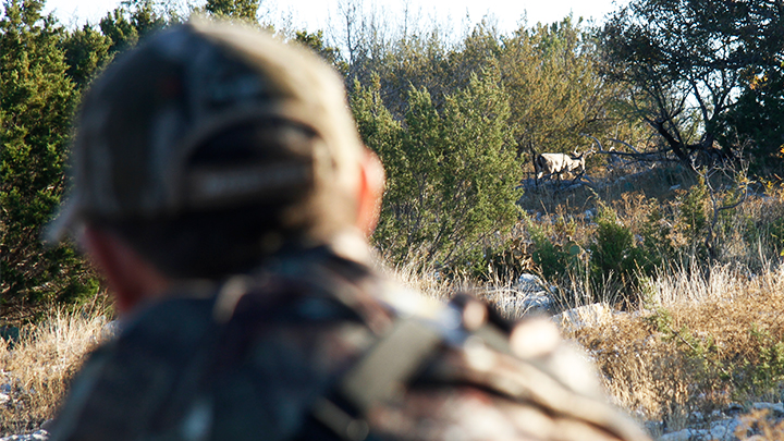 Hunter preparing to take whitetail deer