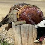 Lede Pheasant