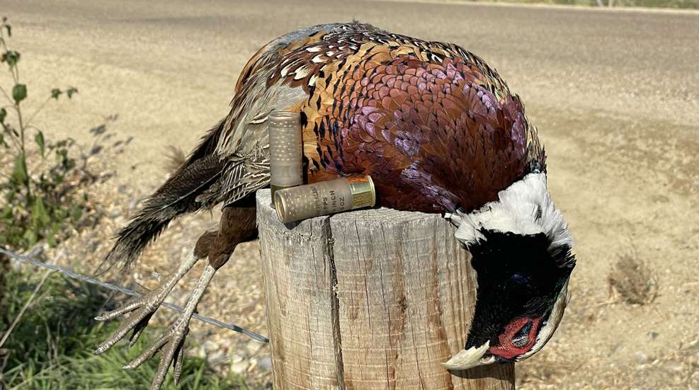 Lede Pheasant