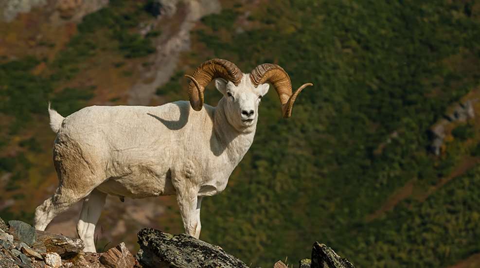 bighornsheepgear_lead.jpg