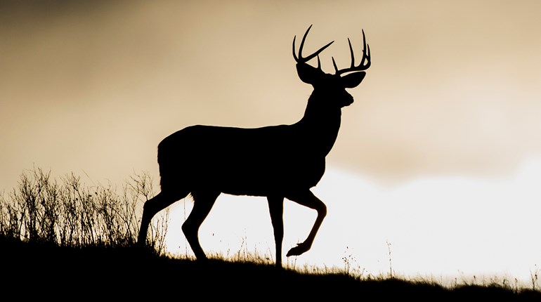 Q&A With a Whitetail Fanatic | An Official Journal Of The NRA