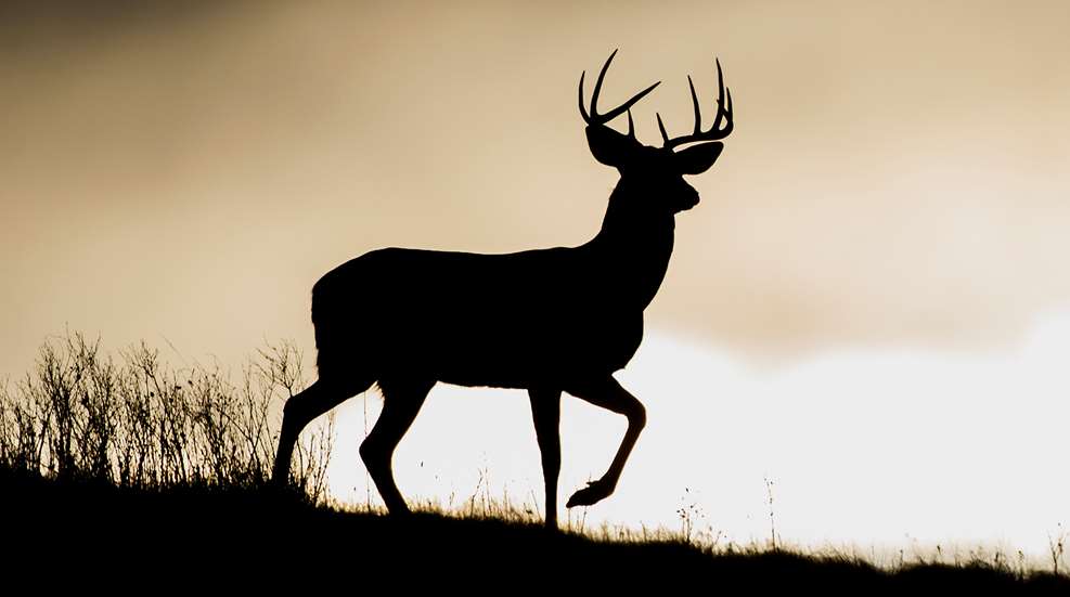 Deer Season Q And A Lead