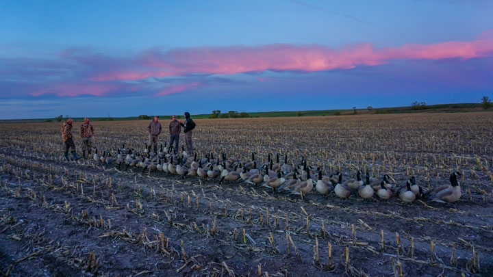 Decoys at dusk