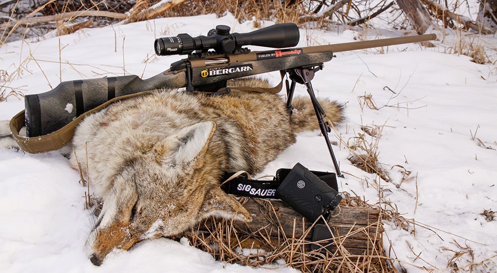 Coyote on Ground next to Bergara Rifle